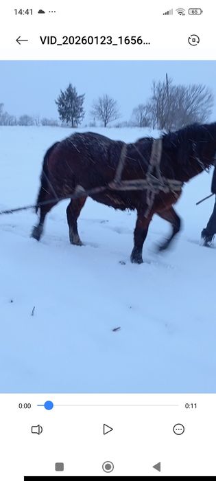 Змінить господарів лошак