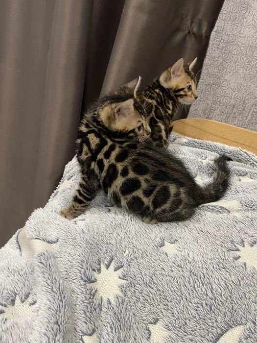 Бенгальські кошенята від батьків з родословною.