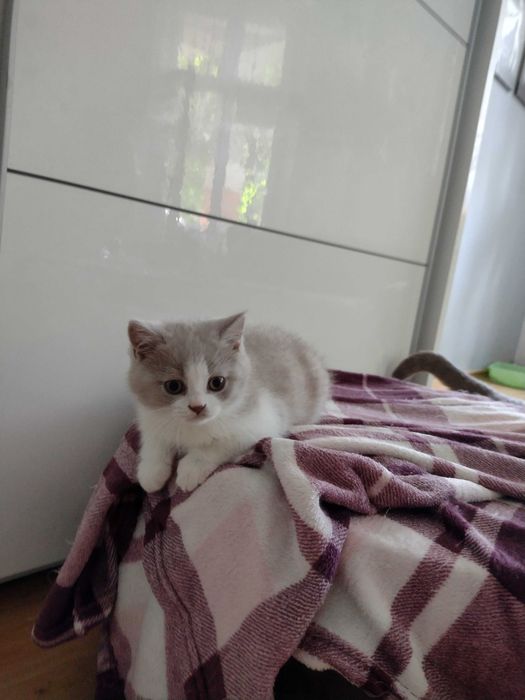 Gotowy do odbioru Kocurek Bicolor