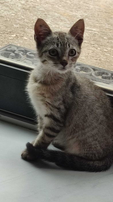 Gatinho Para adoção