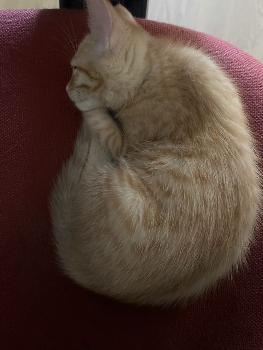 Gatinho para adoção