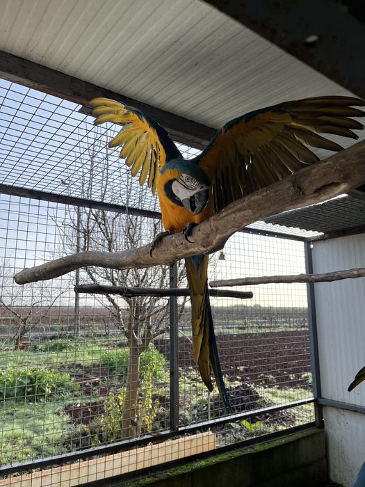 Casal de Araras Adultas  posso trocar por Cacatuas pago a diferença dependendo da especie.