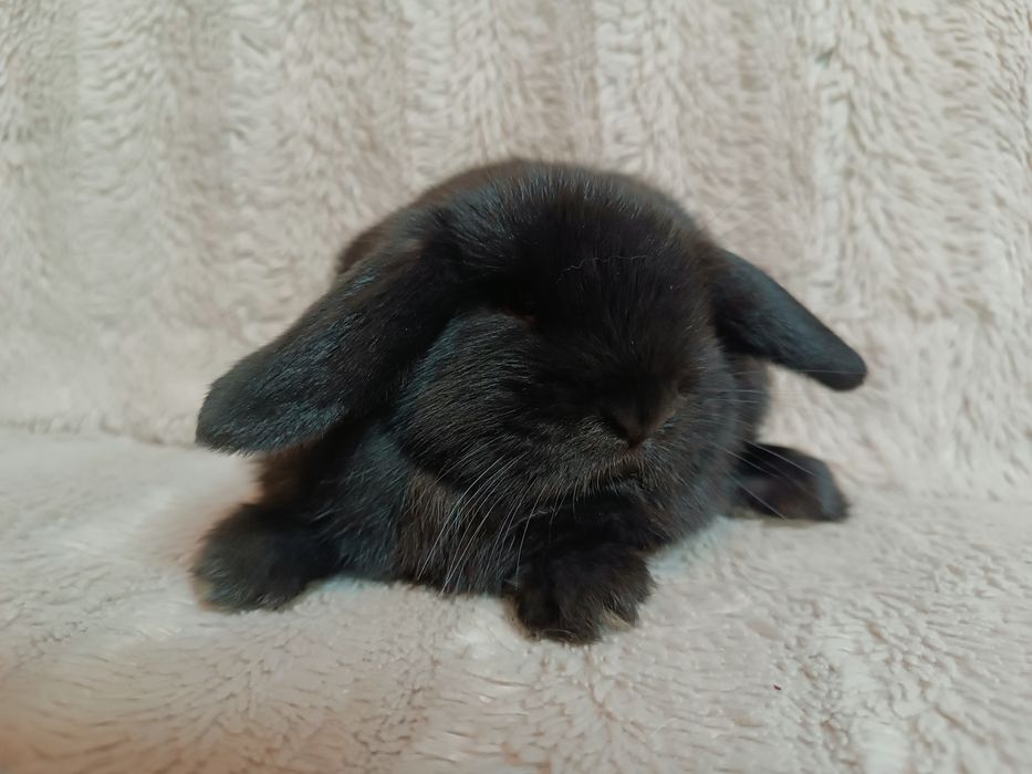 Króliki karzełki baranki miniaturki królik karzełek baranek