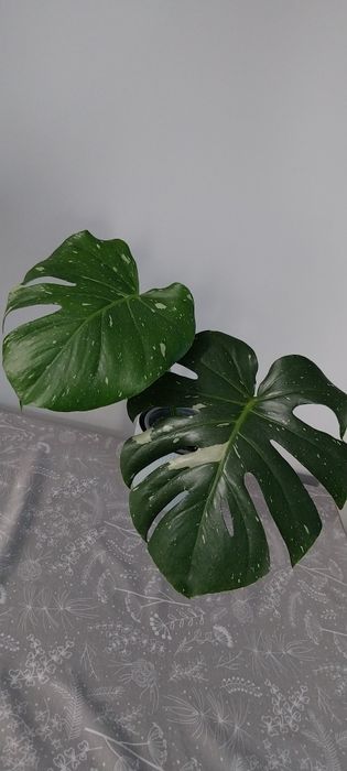 Sprzedam Monstera Scindapsus Peperomia Epipremnum