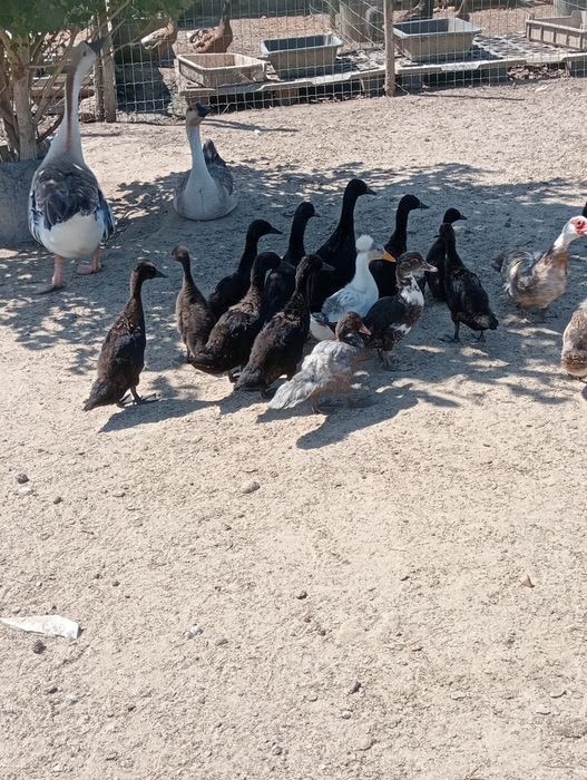 Patos cayunga juvenis
