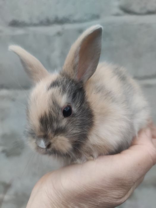 Декоративні кролики