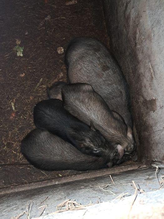 porcos pretos  25€ cada 1