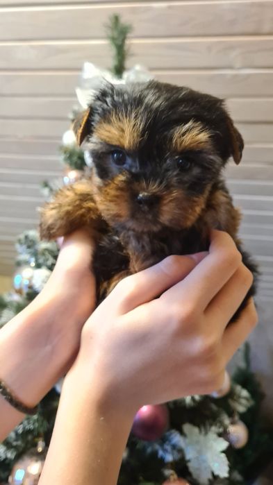 Йоркширський тер'єр