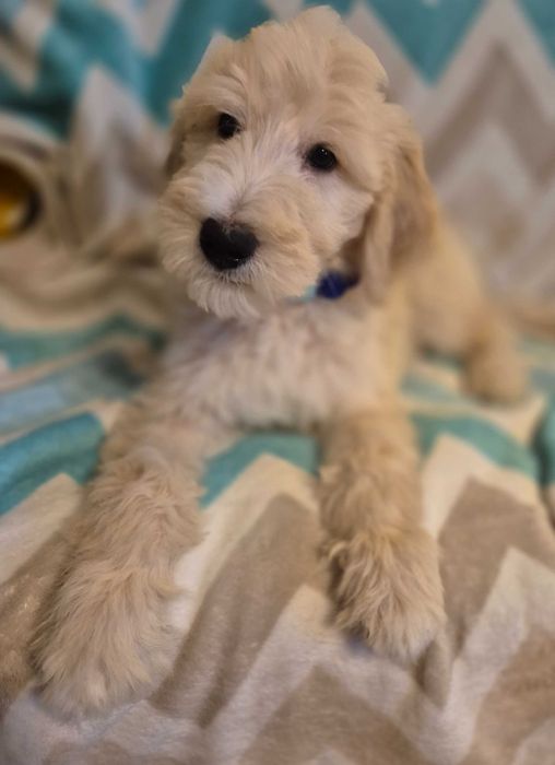 Goldendoodle f1b standard samiec