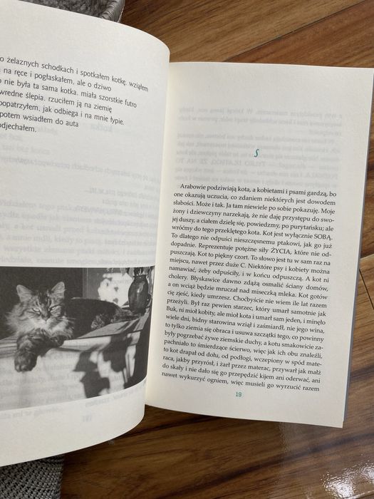 Charles Bukowski, O kotach