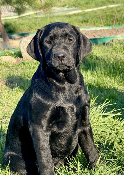 Чорна дівчинка! Розплідник КСУ.