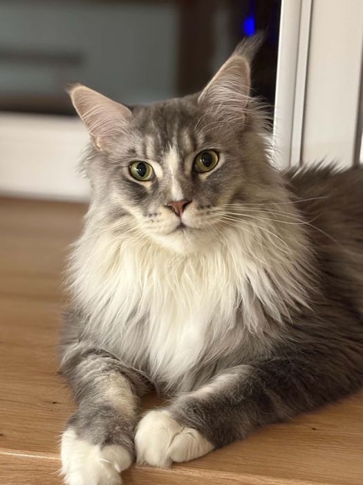 Zaginal kot rasy Maine coon