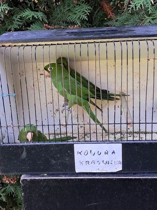 Sprzedam ptaki ze zdjecia