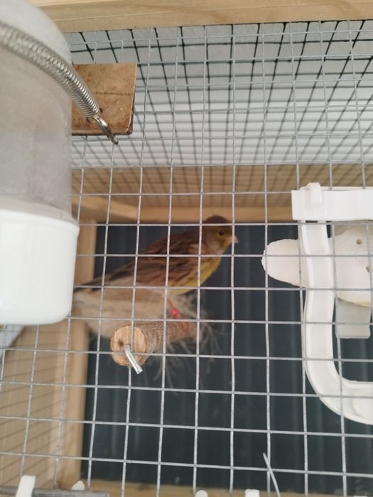 2 casais de Canários