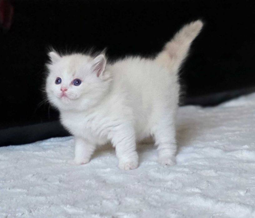 Piękna kotka Ragdoll