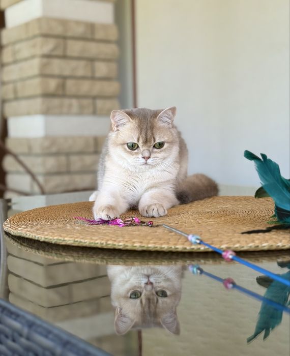 Британське кошеня