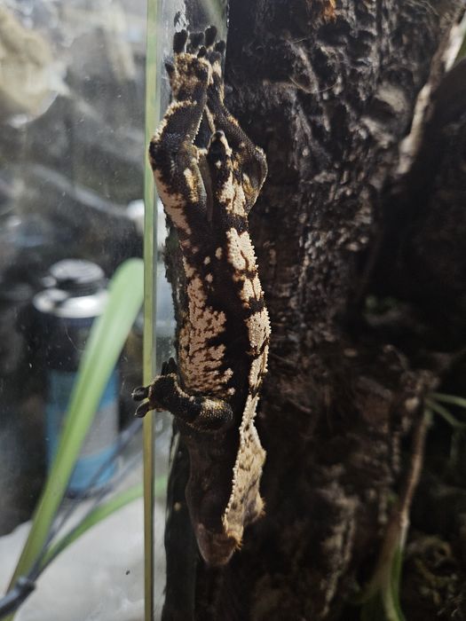 Młody gekon orzęsiony