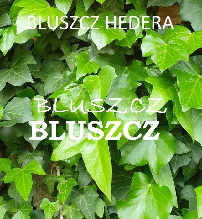 Bluszcz zimozielony -30 szt sadzonki -wysył