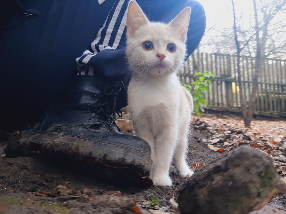 Отдам в хорошие руки. Бесплатно