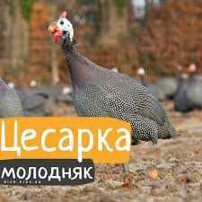 Інкубаційне яйце цесарки сірої куріпчастої.