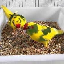 Vendo kakariquis bonitos