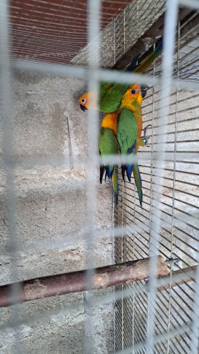 Aratinga jandaya