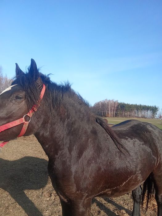 Sprzedam   źrebowke