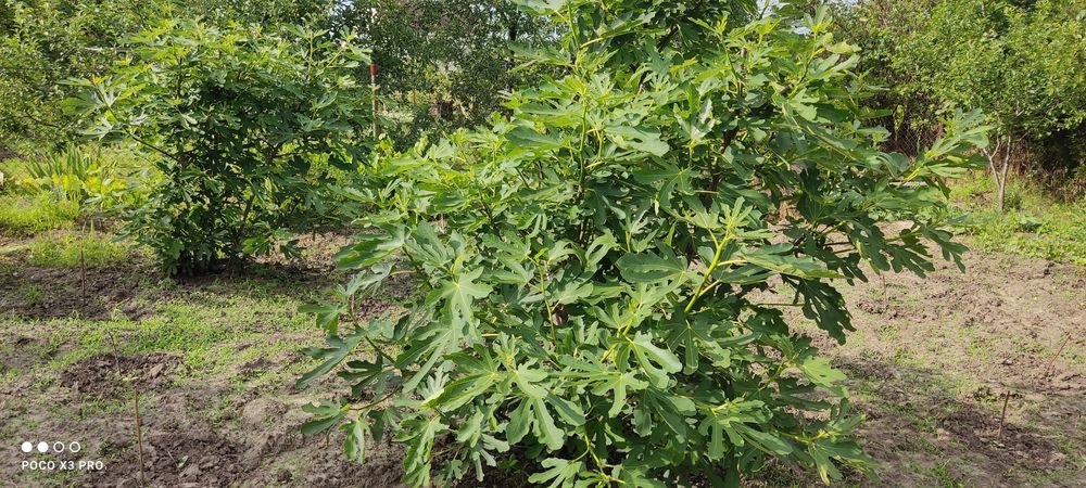 Продам участок 10 сотк "Соловьиная роща"