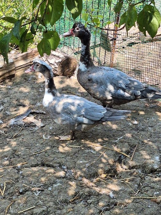 Jaja jajka kaczki pekin staropolska biegus dworka ruanska francusk kho