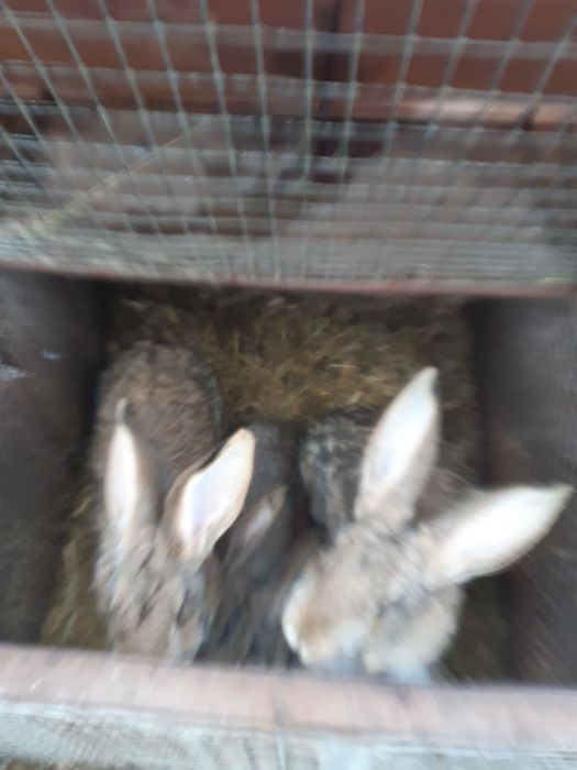 Продам кролів розведення/на м'ясо