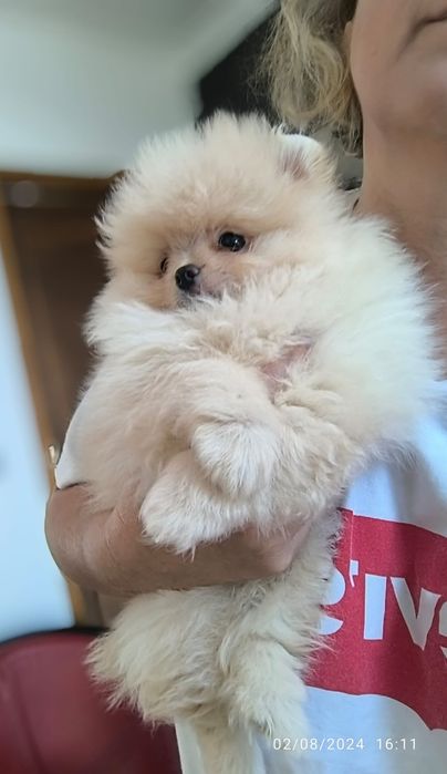 Spitz Anão.Lulu da Pomerânia  Russo. LOP e Afixo.. Mini. Ursinho
