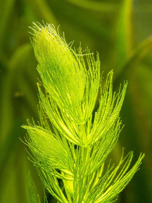 Foxtail (Ceratophyllum demersum) – Planta de Crescimento Muito Rápido