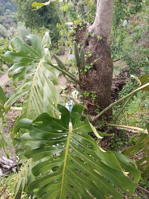 Monstera deliciosa - costela de Adão