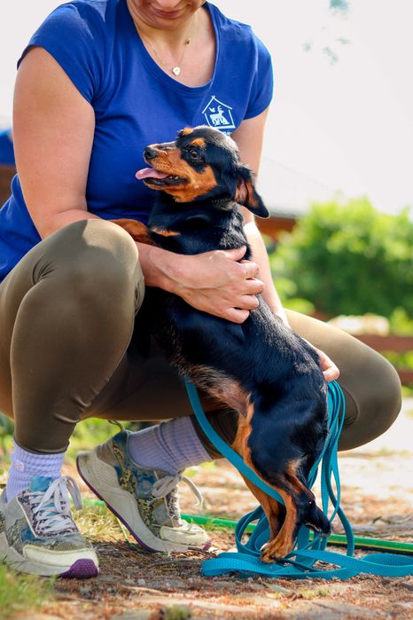 Pieski do adopcji (psie rodzeństwo)- Bidon i Brenda