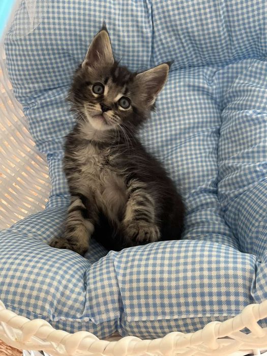 Котики породи Мейн Кун