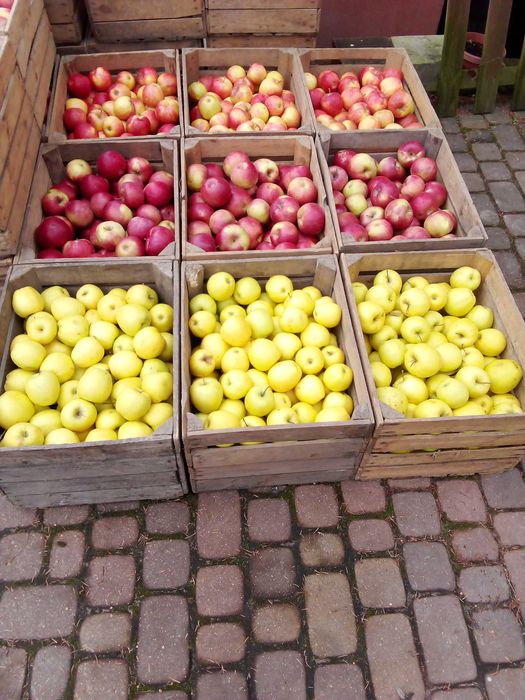 Warzywa,Soki ,Oleje  od Młodego Rolnika