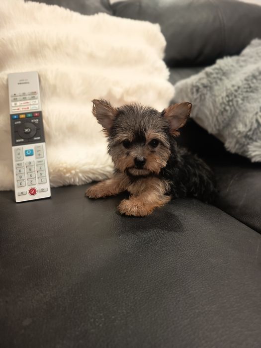 Yorkshire Terrier miniatura fêmea lindíssima, vacinada e desparasitada