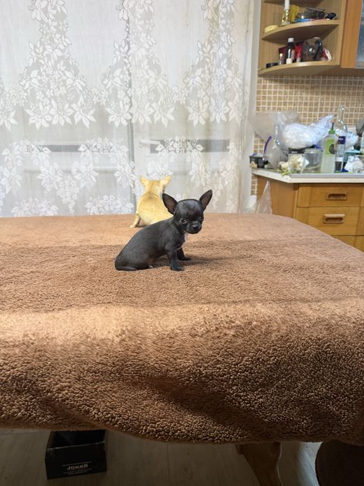 Piesek Chihuahua