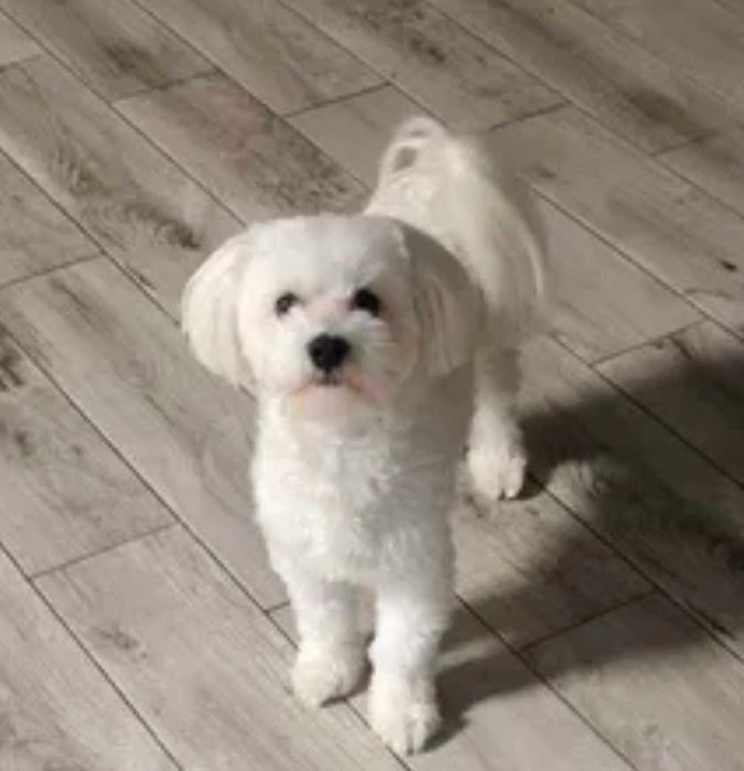 В'язка Мальтійська балонка.