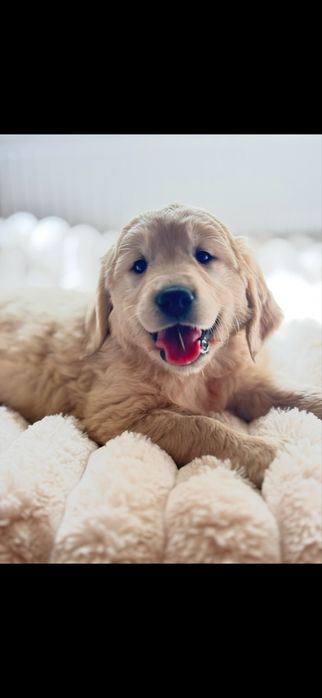Golden retriever z rodowodem