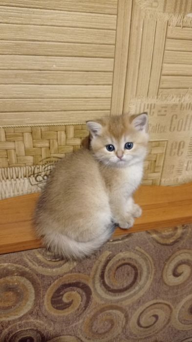 Елітний хлопчик золотого окрасу