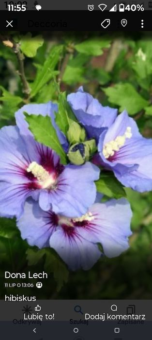 nasiona wilca , pnącze wilec oraz hibiskusy