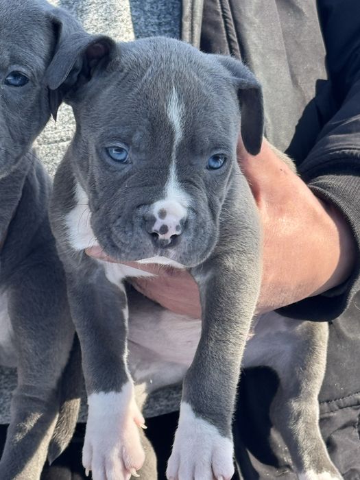 Щенки питбуль высокого качества АВКС регист