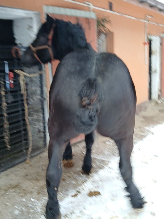 Sprzedam konia Sztum