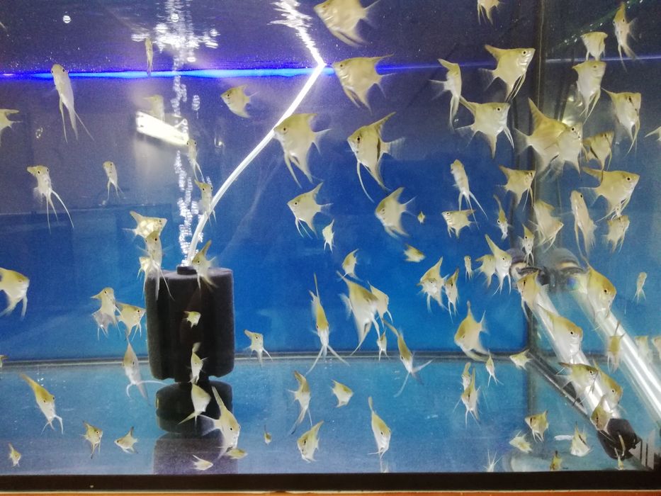 Peixes Escalares gold e zebra