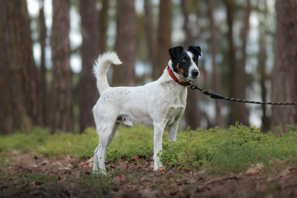 Majlo Fox Terrier do adopcji