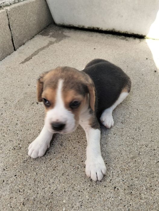 Beagle disponível