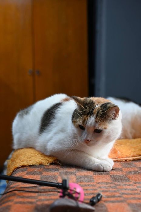 Кошечка Пуша из приюта бесплатно