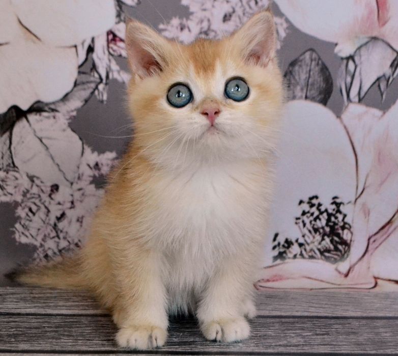 Британские котята короткошерстные золотые  шиншиллы