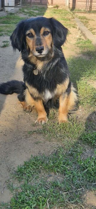 Śliczny, mały piesek do adopcji